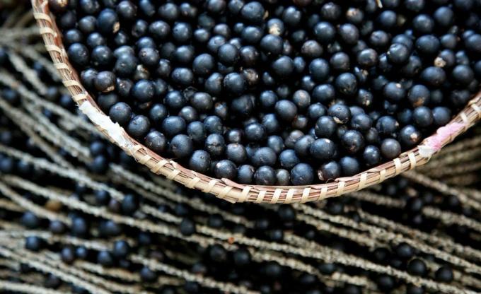 Mand met Acai Fruit (Euterpe oleracea) In Amazon Region, Brazilië