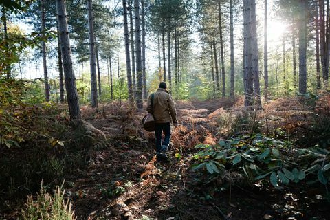 foerageren wandelend bos