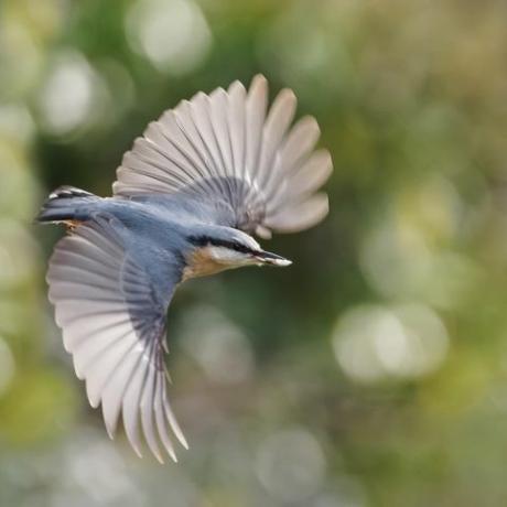 vogelfotografie tuin dieren in het wild