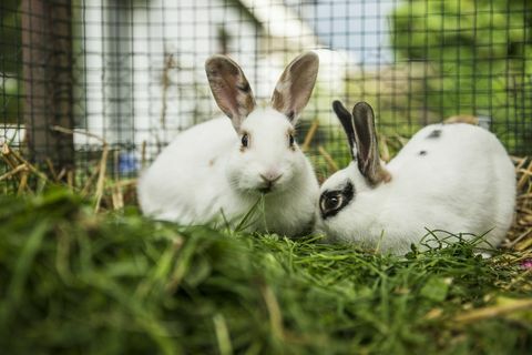 Twee konijnen in een kooi op een weide