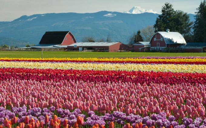 10 beste tulpenfestivals in de vs