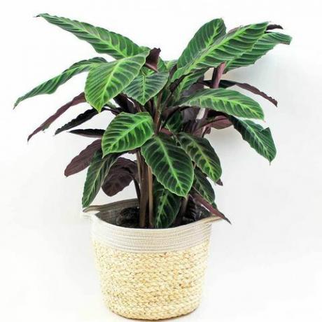 fluwelen calathea