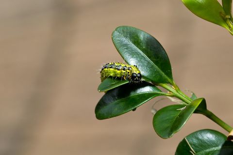 Box Tree Moth rups op blad