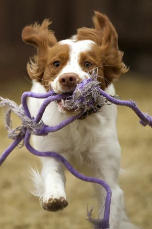 bretagne spaniel