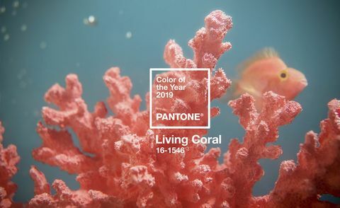 Pantone-kleur van het jaar 2019 - Living Coral