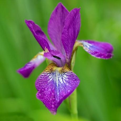 paarse iris in bloei