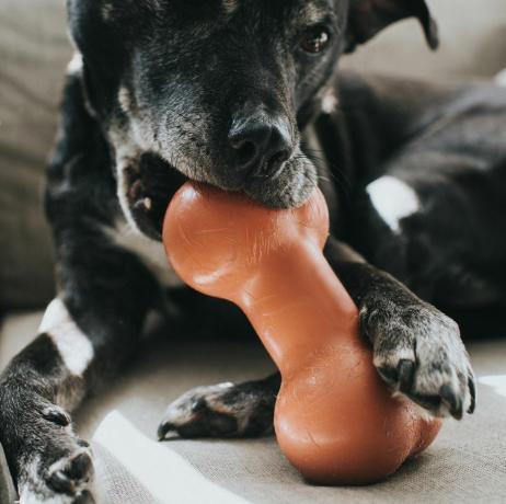 zwarte hond kauwt op een grote plastic botvormige kauw