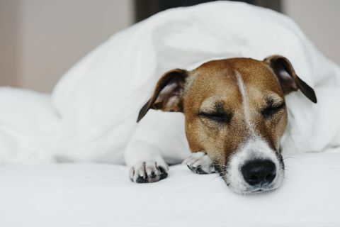 jack russell terrier in bed