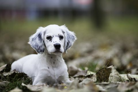 schattige engelse setter babymeisje