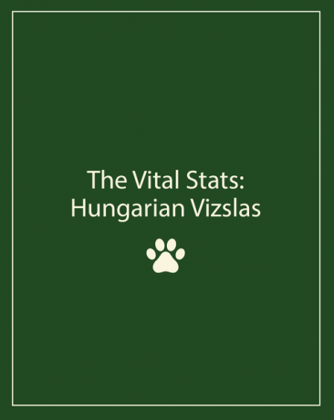 Hongaarse viszla-feiten