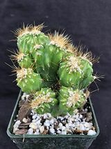 Onze beste cactustuintips