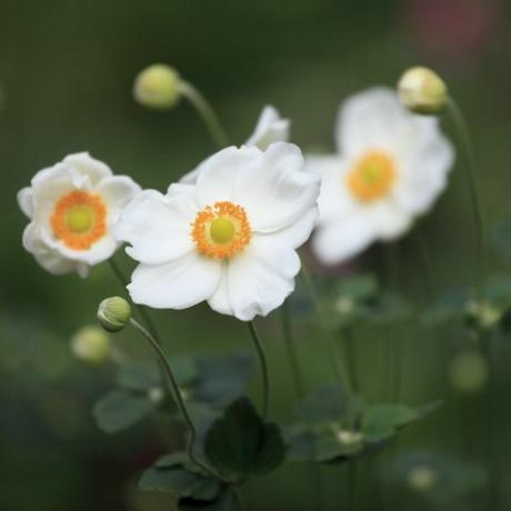 witte japanse anemoon