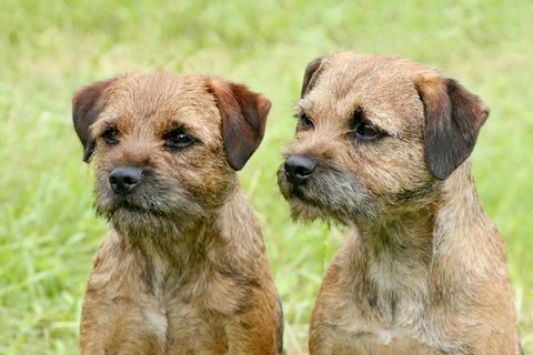 Typische Two Border Terriers in het park