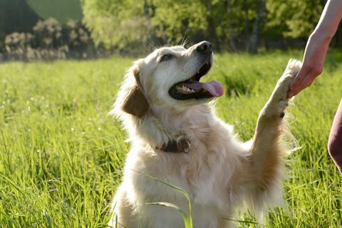 portret van golden retriever poot geven