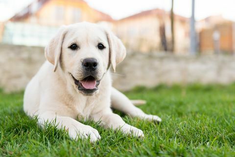 labrador retriever zittend op gras