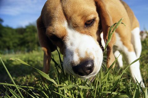 Beagle gras eten