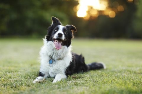 gelukkige border collie-hond buitenshuis