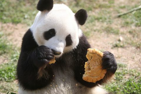 panda mooncake eten