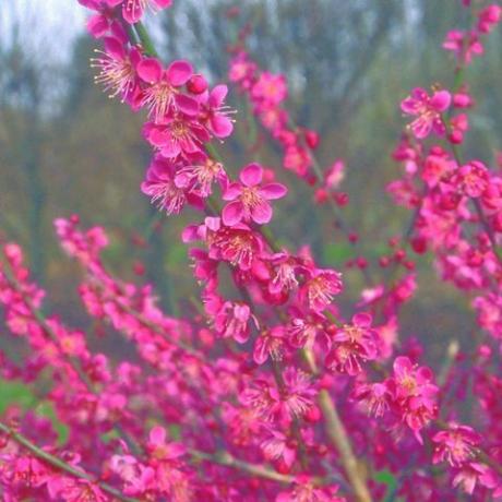 lentebloemen – japanse abrikoos