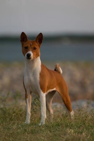 basenji hond