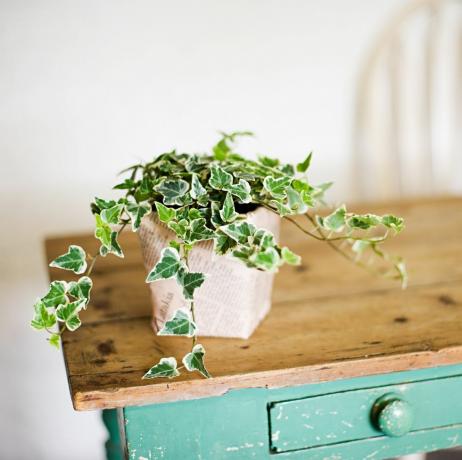 Klimop groeit uit plantenpot op houten tafel