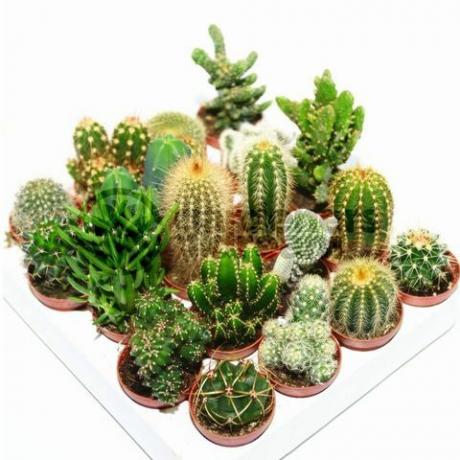 Cactus Mix - 10 Plants by Gardeners Dream