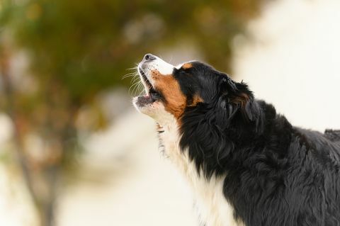 Berner Sennenhond van middelbare leeftijd blaft buiten in een close-up shot