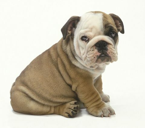 Engels bulldog puppy