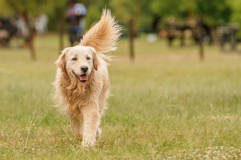 wandelende golden retriever