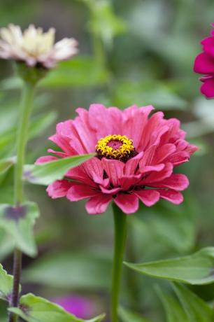 herfst bloemen tuin