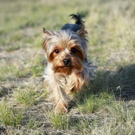 Yorkshire Terriër hond