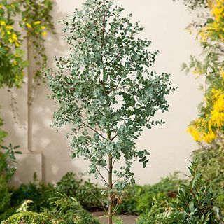 5ft Eucalyptusboom | 9L Pot | Eucalyptus gunnii