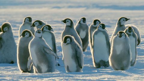 Dynasties pinguïns kuikens foto