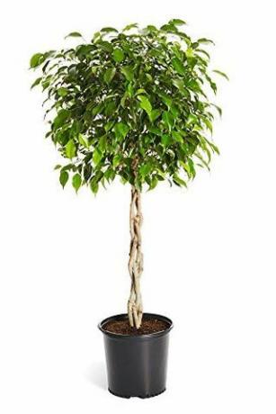 Benjamina Ficus Tree