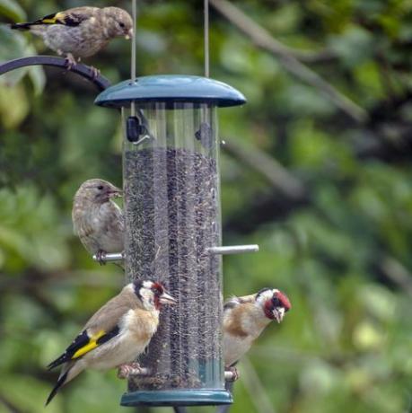 een distelvinkfamilie voedt zich met nigerzaad van een vogelvoeder in een Engelse tuin