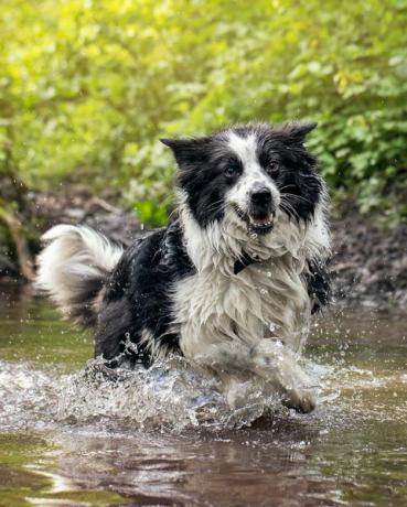 honden namen