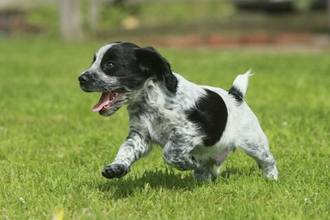 levendige cocker spaniel