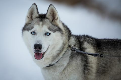 Siberische husky