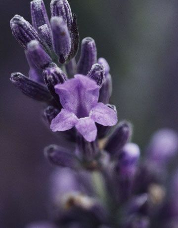 Close up van lavendel bloesem