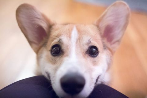 Corgi puppy