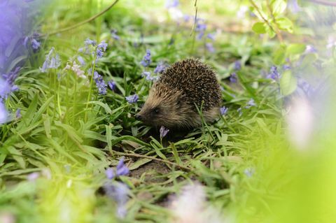 Egel in een tuin klokjes