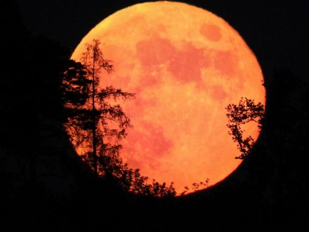 grote oranje volle maan met silhouetten van bomen ervoor