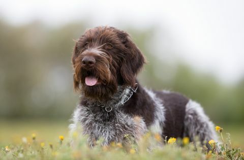 Duitse ruwharige wijzerhond buiten in de natuur