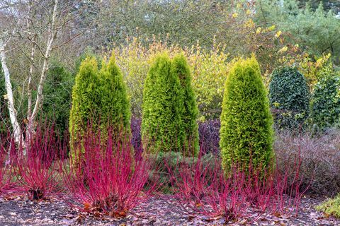 een wintertuin aanplant van thuja occidentalis groenblijvende bomen met cornus alba 'westonbirt', kornoelje rode stengels