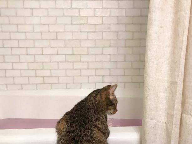 kat kijkt in badkuip gevuld met water