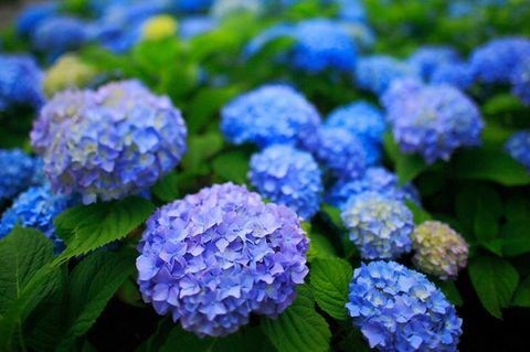 hortensia