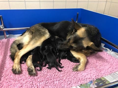 blindengeleidehonden registreren nest van 16 puppy's