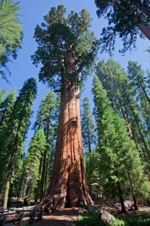 Californische sequoiaboom in Sequoia Nationaal Park, Californië