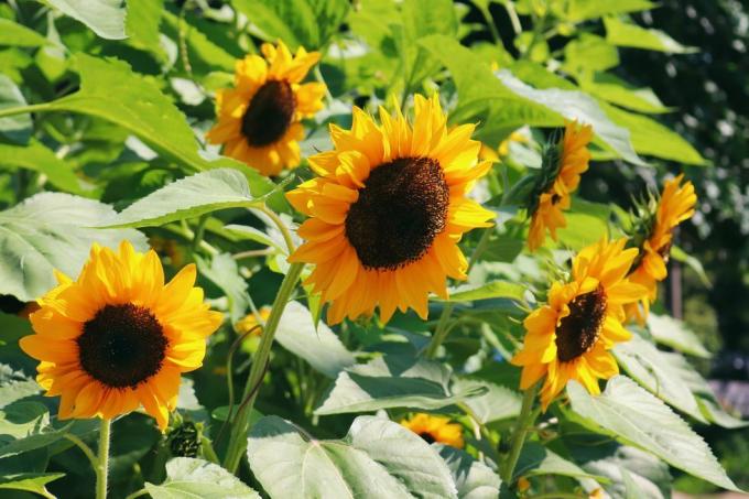 zonnebloemen prachtige zonnige bloemen op een zonnige zomerdag