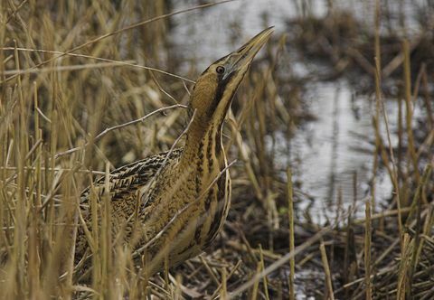 Gezicht op een volwassen Moederloog (Botaurus stellaris) die zich voedt in een rietveld, vanaf het 'Bittern Watchpoint' in het Lee Valley Country Park